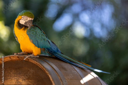 Blue and Gold Macaw