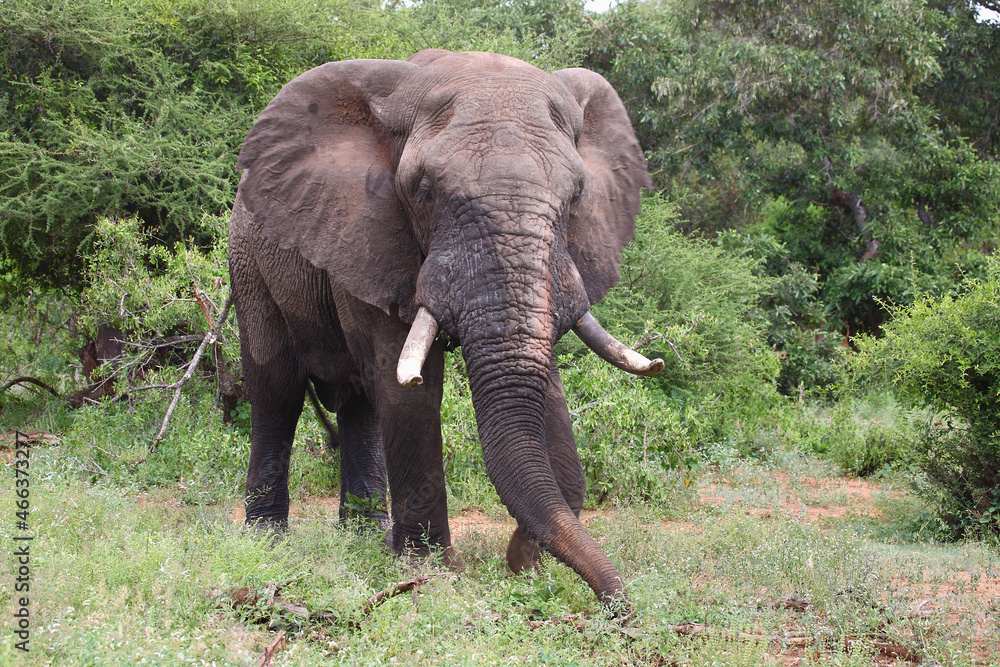 Naklejka premium Afrikanischer Elefant / African elephant / Loxodonta africana