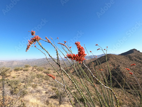 Ocotillo cactus flowers (Fouquieria splendens) along the Arizona Trail, Arizona, U. S. A. photo