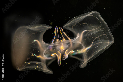 Warty comb jelly