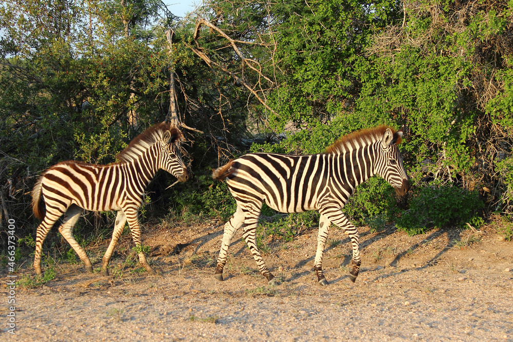 Obraz premium Steppenzebra / Burchell's zebra / Equus burchellii.