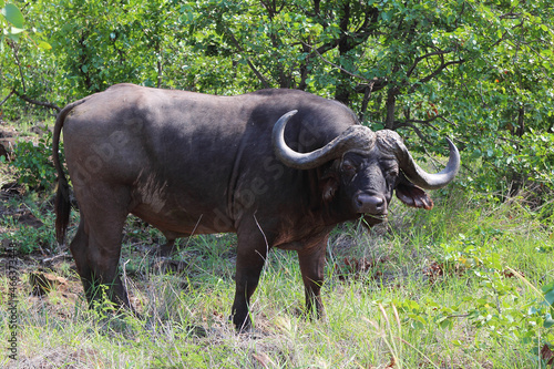 Kaffernb  ffel   African buffalo   Syncerus caffer