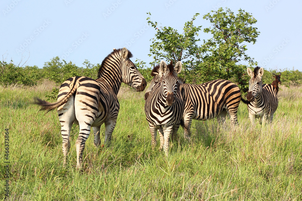 Obraz premium Steppenzebra / Burchell's zebra / Equus burchellii