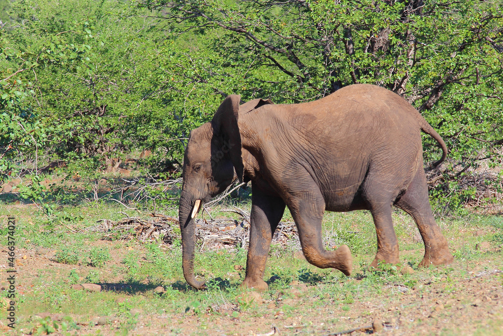 Afrikanischer Elefant / African elephant / Loxodonta africana