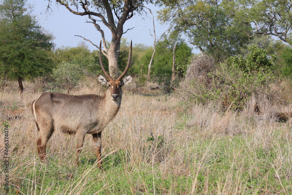 Fototapeta premium Wasserbock / Waterbuck / Kobus ellipsiprymnus