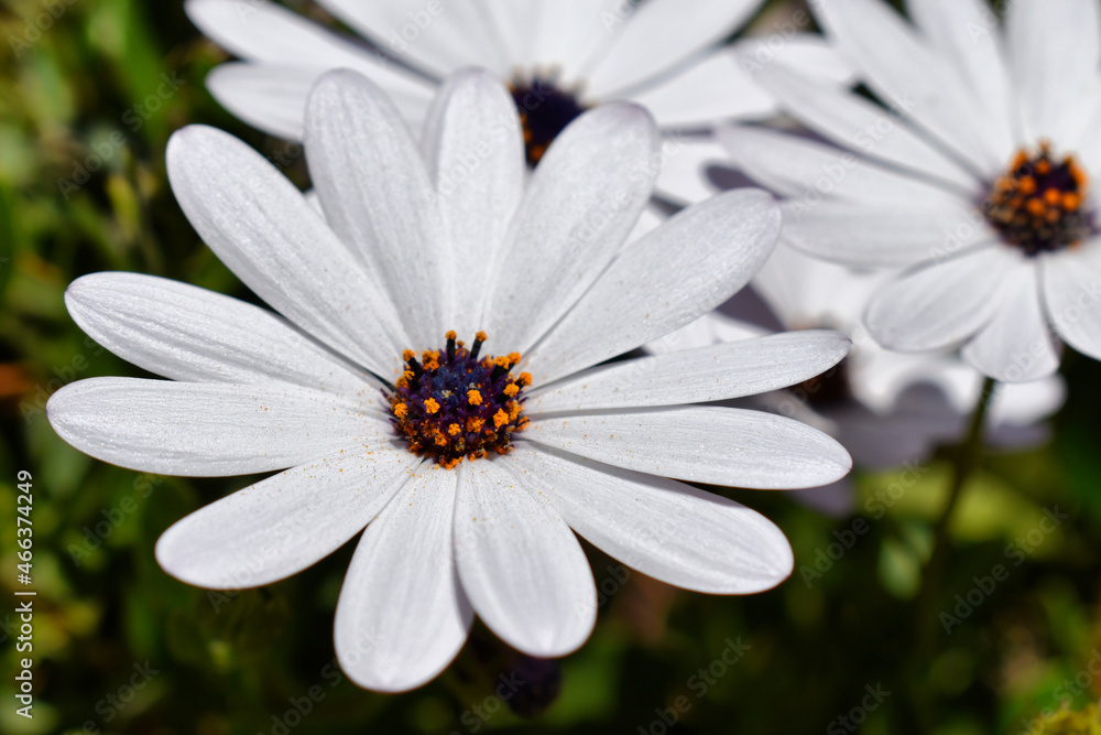 Fototapeta premium white flower green background