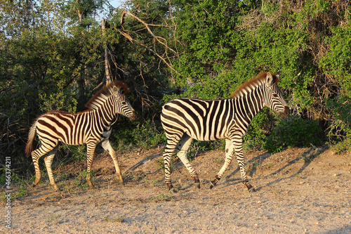 Steppenzebra   Burchell s zebra   Equus burchellii..