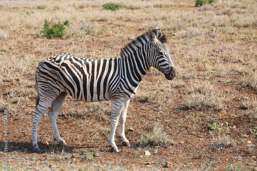 Steppenzebra / Burchell's zebra / Equus burchellii Steppenzebra / Burchell's zebra / Equus burchellii