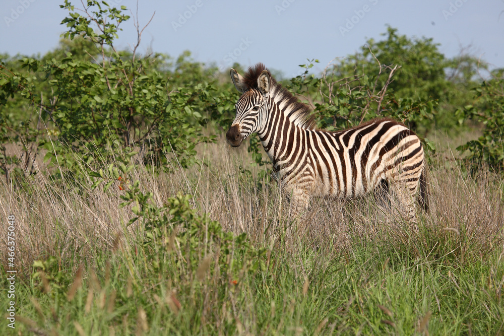 Obraz premium Steppenzebra / Burchell's zebra / Equus burchellii..