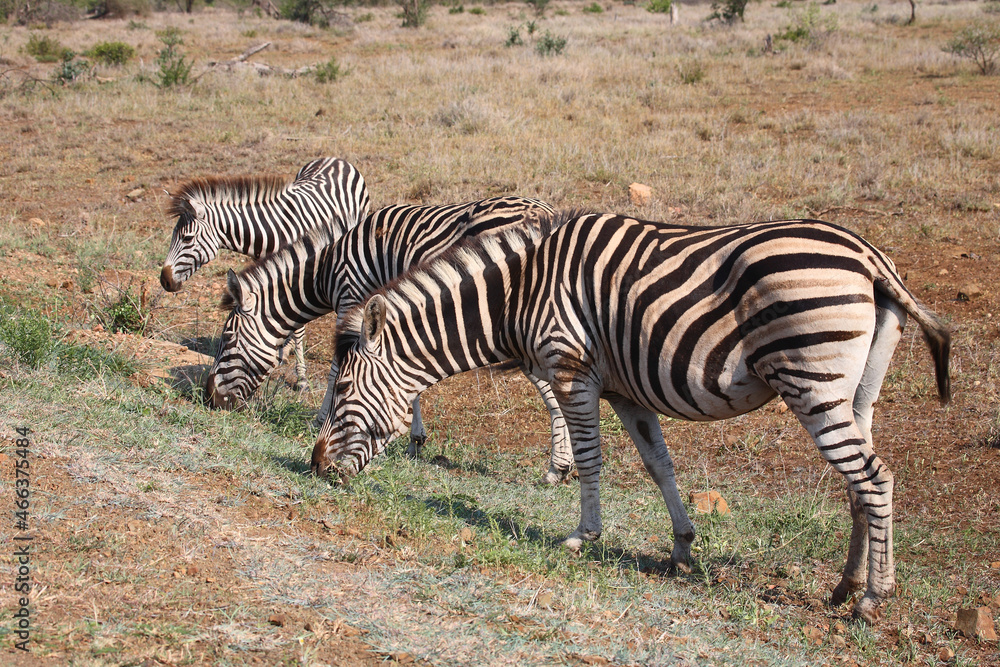 Steppenzebra / Burchell's zebra / Equus burchellii.. Steppenzebra / Burchell's zebra / Equus burchellii..