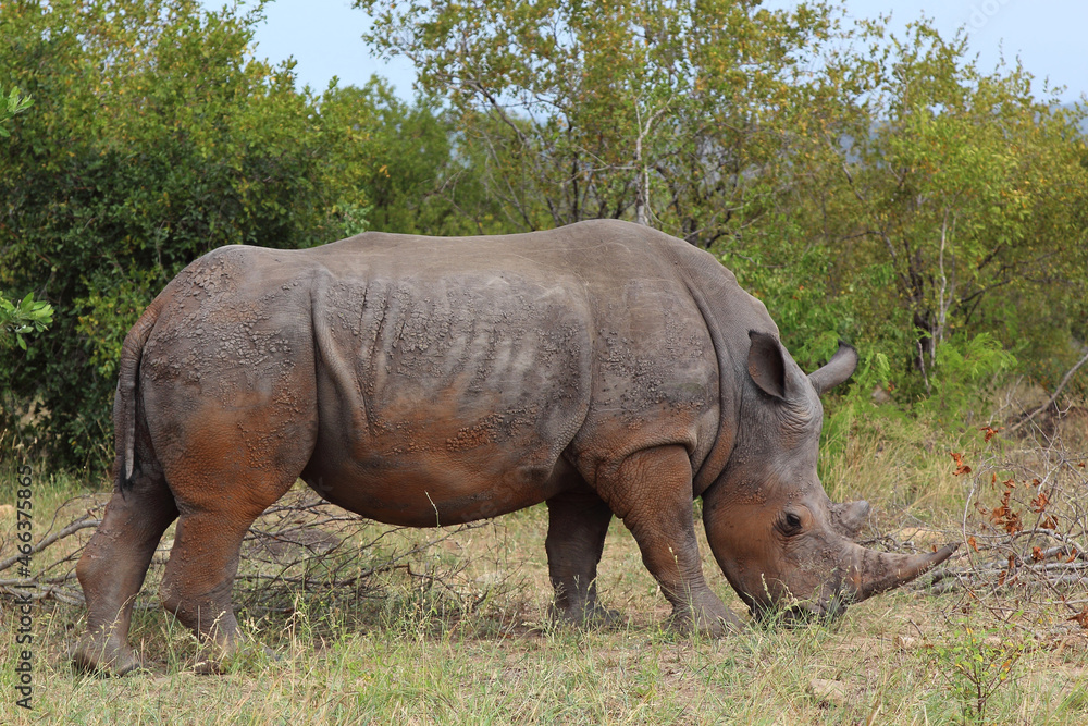 Breitmaulnashorn / Square-lipped rhinoceros / Ceratotherium simum Breitmaulnashorn / Square-lipped rhinoceros / Ceratotherium simum