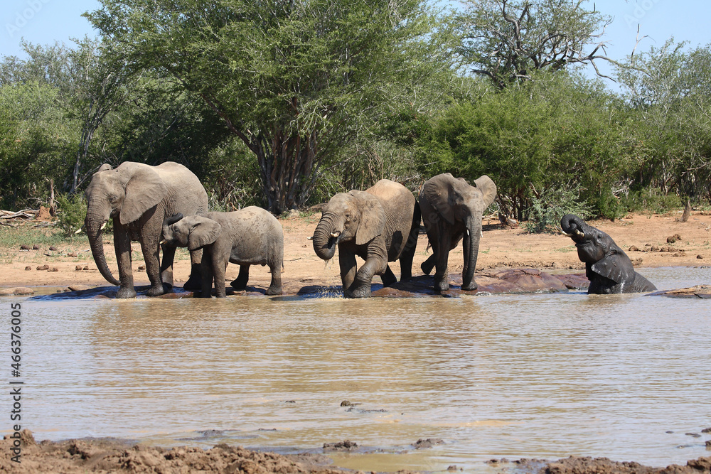 Fototapeta premium Afrikanischer Elefant / African elephant / Loxodonta africana