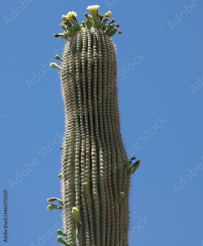 World’s tallest cactus, the saguaro, Arizona Trail, Saguaro National Park, Arizona, U. S. A. © raquelm.