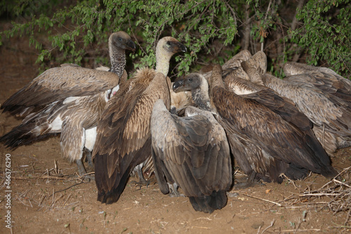 Wei  r  ckengeier   White-backed vulture   Gyps africanus