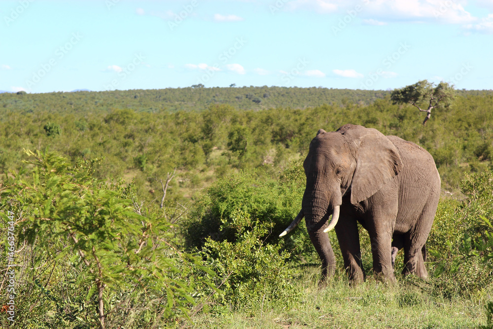 Afrikanischer Elefant / African elephant / Loxodonta africana