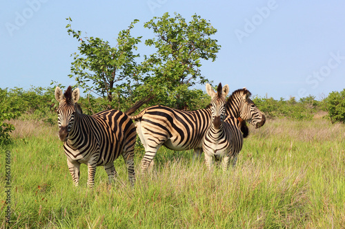 Steppenzebra   Burchell s zebra   Equus burchellii