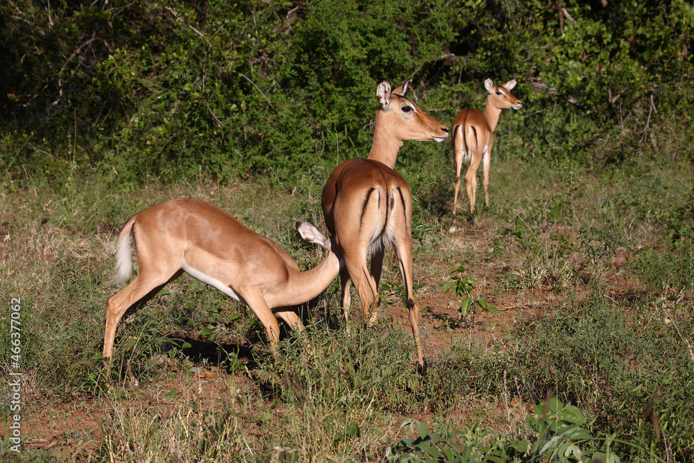 Schwarzfersenantilope / Impala / Aepyceros melampus Schwarzfersenantilope / Impala / Aepyceros melampus
