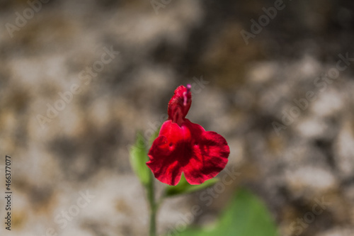 Flor silvestre de mirto - mirto enano escarlata