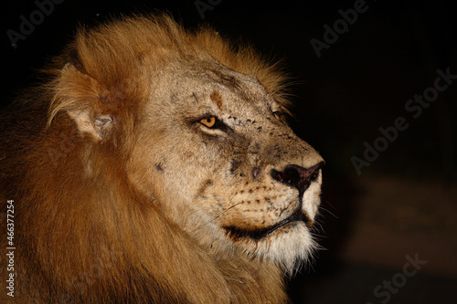 Fototapeta Naklejka Na Ścianę i Meble -  Afrikanischer Löwe / African lion / Panthera leo....