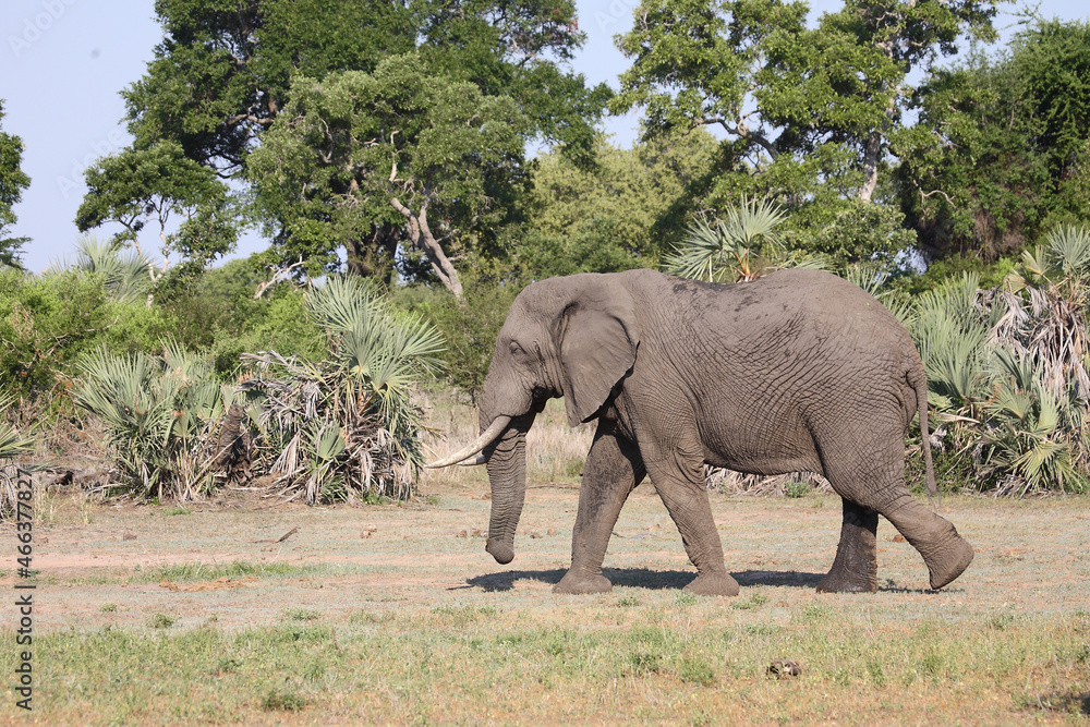 Obraz premium Afrikanischer Elefant / African elephant / Loxodonta africana