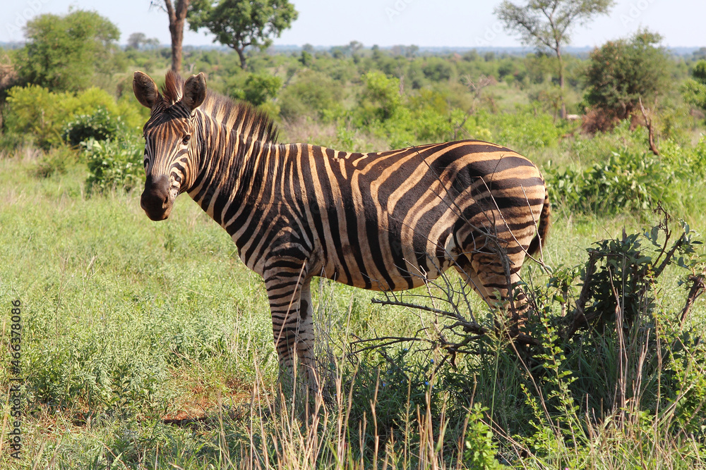 Naklejka premium Steppenzebra / Burchell's zebra / Equus burchellii