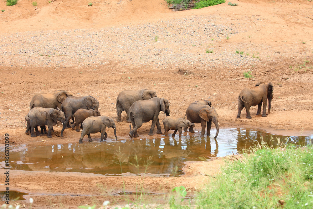 Afrikanischer Elefant / African elephant / Loxodonta africana Afrikanischer Elefant / African elephant / Loxodonta africana