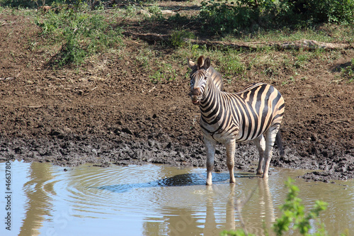 Steppenzebra / Burchell's zebra / Equus burchellii