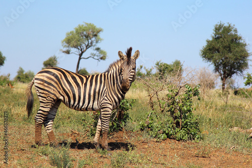 Steppenzebra   Burchell s zebra   Equus burchellii