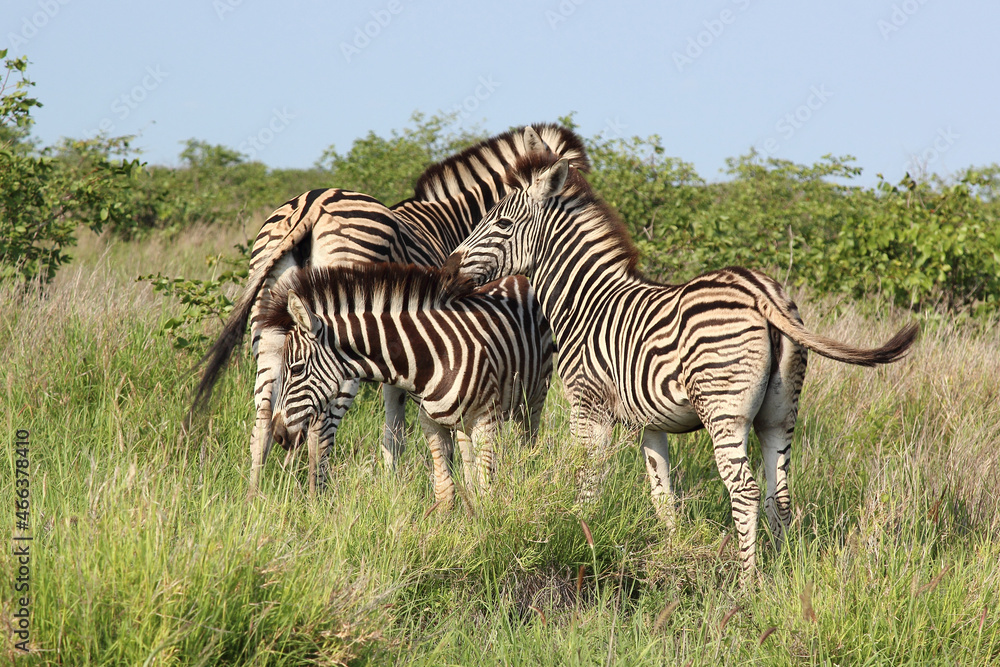 Fototapeta premium Steppenzebra / Burchell's zebra / Equus burchellii..