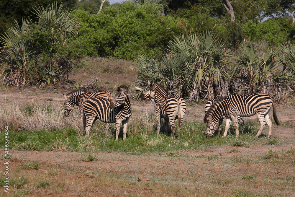 Obraz premium Steppenzebra / Burchell's zebra / Equus burchellii