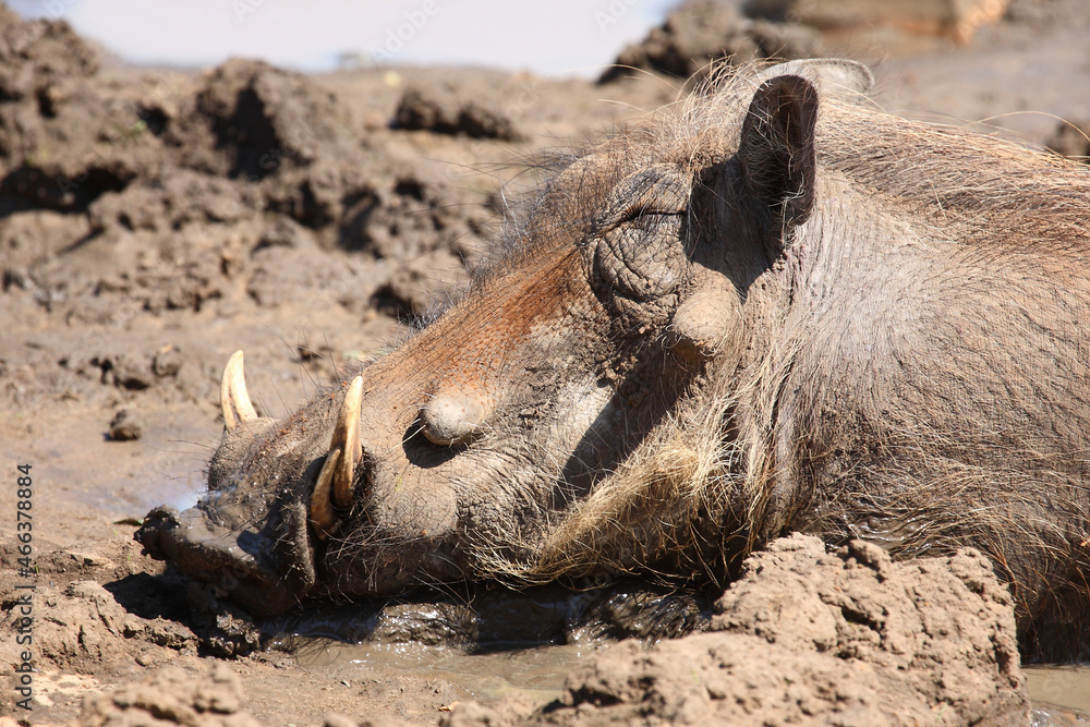 Fototapeta premium Warzenschwein / Warthog / Phacochoerus africanus