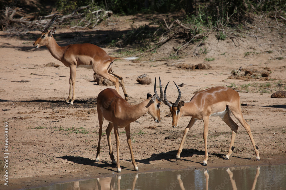 Schwarzfersenantilope / Impala / Aepyceros melampus. Schwarzfersenantilope / Impala / Aepyceros melampus.