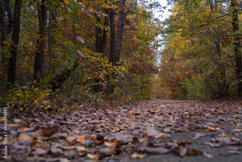 path covered with colorful fallen leaves in autumn forest