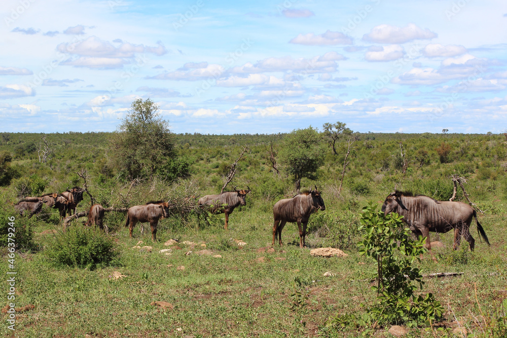Naklejka premium Streifengnu / Blue wildebeest / Connochaetes taurinus....