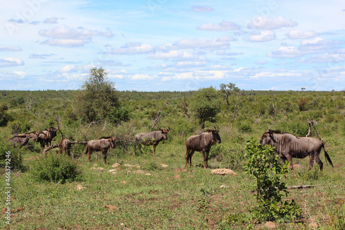 Streifengnu   Blue wildebeest   Connochaetes taurinus....