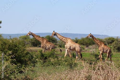Canvas Print Giraffe / Giraffe / Giraffa camelopardalis