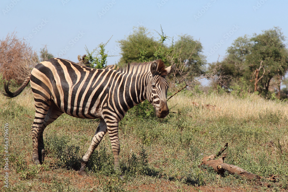 Fototapeta premium Steppenzebra / Burchell's zebra / Equus burchellii