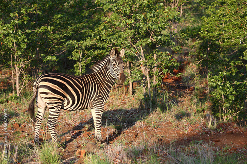 Steppenzebra / Burchell's zebra / Equus burchellii © Ludwig