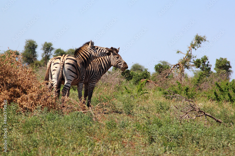 Fototapeta premium Steppenzebra / Burchell's zebra / Equus burchellii