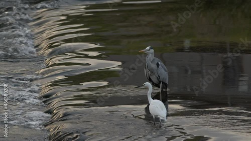 Grey heron and little egret hunting for fish. photo