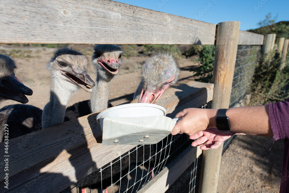 Eager and hungry ostriches wait with open beaks for an opportunity to eat out of food pan held by hands