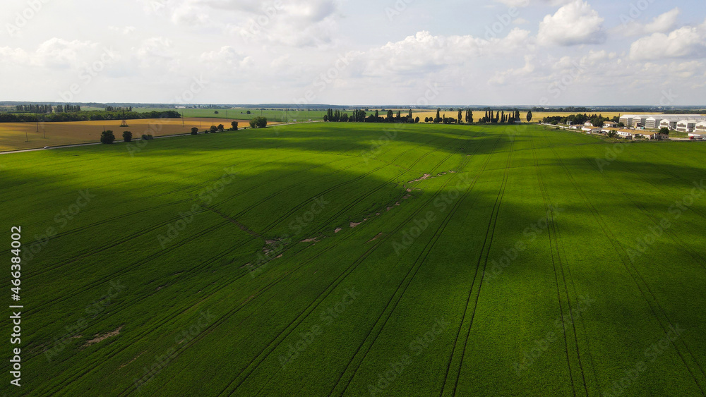 Fototapeta premium Aerial view of Poultry Factory, Sown Fields, Forest, Alley, Roads, Clear Sky, Summer, Ukraine, Stavishche 