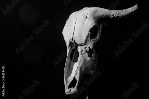 bull skeleton
