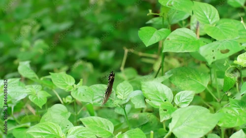 Black butterfly on green leaves in the garden nature. Black butterfly on green leaves in the garden nature.