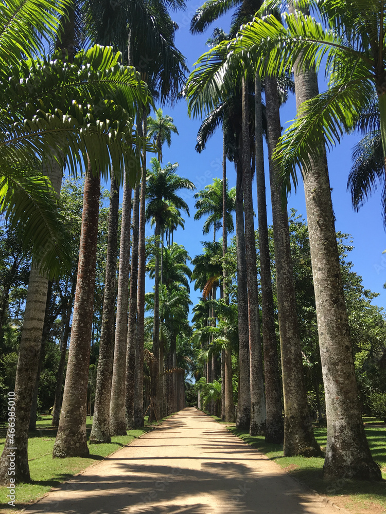 Palm Trees alley in Rio de Janeiro Botanic Garden, sunny day, blue sky, straight dirt path, grass besides