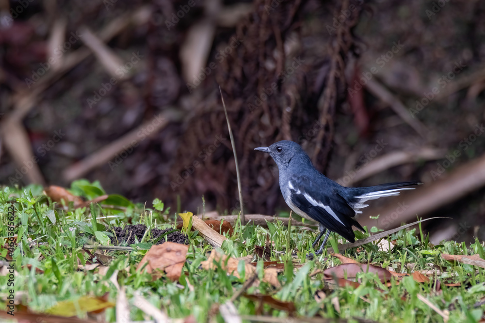 a oriental magpie-robin bird in nature a oriental magpie-robin bird in nature