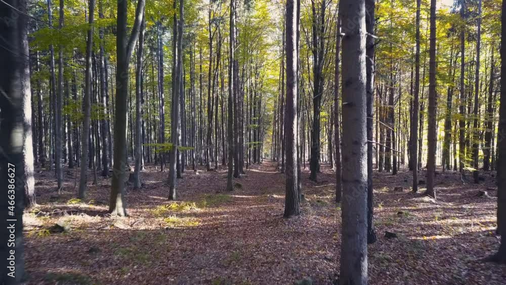 Fly through the mixed forest in autumn at sunset Fly through the mixed forest in autumn at sunset