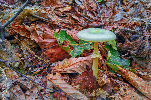 Poisonous toadstool mushroom among the autumn leaves