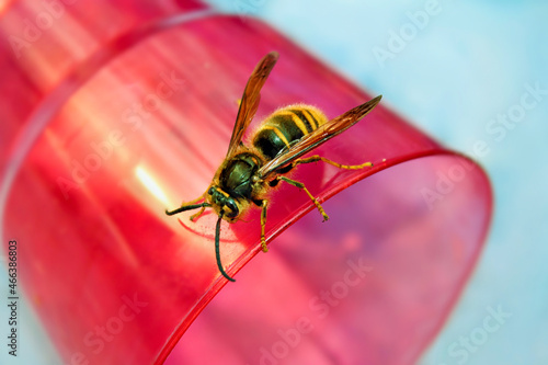 A large striped bee sits on a red cup