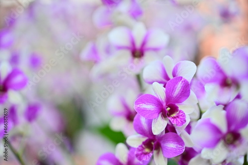 The Shilin Residence Orchid Show 2021. Branch of blooming pink Phalaenopsis orchid close-up, beautiful orchid flowers. 